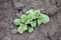 Homemade vegetative young green potatoes on a vegetable plantation in the garden Royalty Free Stock Photo