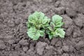 Homemade vegetative young green potatoes on a vegetable plantation in the garden Royalty Free Stock Photo