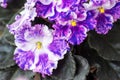 Homemade violet flower in a pot on a windowsill under the rays of the morning spring sun, close-up, selective focus