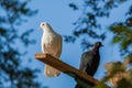 White and blue doves against the sky.