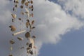 Homemade Wind Chimes from Seashell Hanging