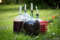 Homemade wine Royalty Free Stock Photo