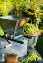 Homemade winemaking; grape crusher and white grape on garden background Royalty Free Stock Photo