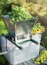 Homemade winemaking; grape crusher and white grape on garden background Royalty Free Stock Photo