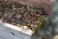 Homemade wooden compost bin in the garden. Recycling organic biodegradable material and household waste in composter. Best organic Royalty Free Stock Photo