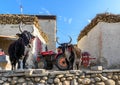 Homemade yaks in a Tibetan village