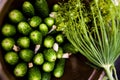 Homemage pickled cucumbers still life food photo