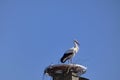 The white stork nesting on the brake castel Royalty Free Stock Photo