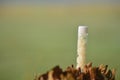 Homeo medicine on a glass bottle closeup Royalty Free Stock Photo