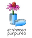 Homeopathic medicine illustration - echinacea purpurea in a capsule pill, immune system stimulator, natural medicine, herbal