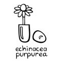 Homeopathic medicine vector illustration - echinacea purpurea flower in a capsule pill, hand drawn black and white icon,herbal Royalty Free Stock Photo