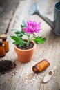 Homeopathic remedies for plant and crops, chrysanthemum flower in pot. Royalty Free Stock Photo