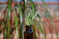 Homeopathic remedy bottle and plant Royalty Free Stock Photo