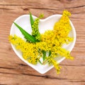 Homeopathy and cooking with goldenrod Royalty Free Stock Photo