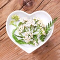 Homeopathy and cooking with silver yarrow Royalty Free Stock Photo