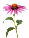 Homeopathy with echinacea Royalty Free Stock Photo