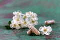 Homeopathy globules homeopathy, naturopathy and alternative medicine. Alternative homeopathy medicine concept