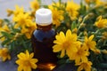 Homeopathy hero Hypericums yellow flowers, key in alternative medicine