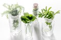 Homeopathy. Medicinal herbs in glass on white background