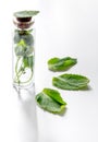 Homeopathy. Medicinal herbs in glass on white background