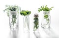 Homeopathy. Medicinal herbs in glass on white background