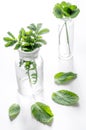 Homeopathy. Medicinal herbs in glass on white background