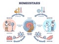 Homeostasis as biological state with temperature regulation outline diagram Royalty Free Stock Photo