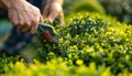 Man trimming green bush with gardening shears in backyard garden for healthy lawn and curb appeal Royalty Free Stock Photo