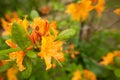 Homer garden orange rhododendron azalea flowerbed spring may flowers and fresh green on blur background. A photo with with free