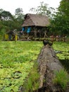 Homes in the amazon Royalty Free Stock Photo