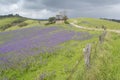 Homestead Ruins, Rolling Hills, Fields of Salvation Jane, Fleurieu Peninsula, SA Royalty Free Stock Photo