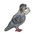 Homing Carrier pigeon color sketch raster