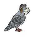 Homing Carrier pigeon color sketch vector