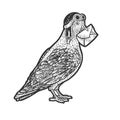 Homing Carrier pigeon sketch vector illustration