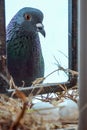 Homing hen Pigeon watching her eggs hatch