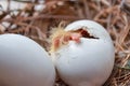 Pigeon squeaker hatching from the egg in the nest
