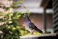 Homing pigeion bird standing at sputnik trap