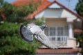 Homing pigeo flying over home loft roof