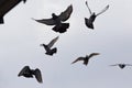 Homing pigeon approach for landing to  home loft Royalty Free Stock Photo