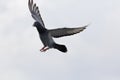 Homing pigeon approach for landing to home loft Royalty Free Stock Photo