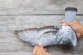 Homing pigeon bird feather of wing on wood floor Royalty Free Stock Photo