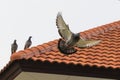 Homing pigeon bird flying fand perching on home roof tile Royalty Free Stock Photo