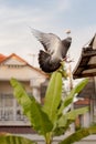 Homing pigeon bird flying at home loft Royalty Free Stock Photo