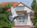 Homing pigeon bird flying in home village Royalty Free Stock Photo