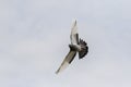 Homing pigeon bird flying with wide wing feather