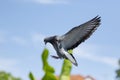 Homing pigeon bird hovering before landing to home loft Royalty Free Stock Photo