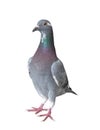 Homing pigeon bird isolated white background Royalty Free Stock Photo