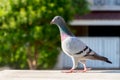 Homing pigeon bird perching on home loft Royalty Free Stock Photo