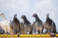 Homing pigeon bird perching on home loft roof Royalty Free Stock Photo