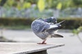 Homing pigeon bird preening feather in park Royalty Free Stock Photo